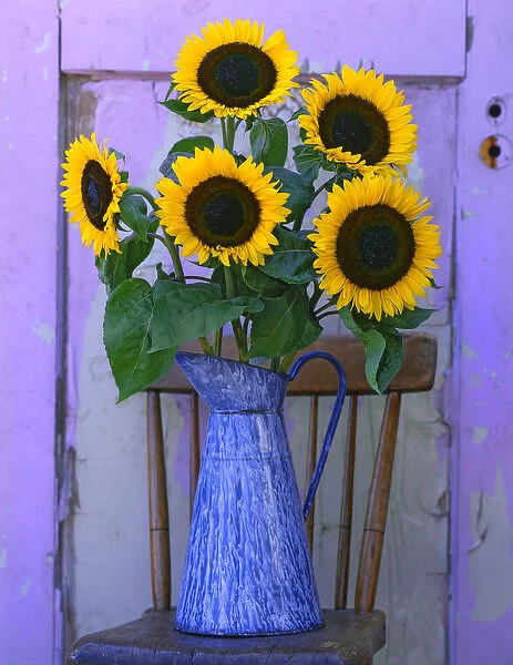USA, Oregon, Willamette Valley. Fresh cut sunflowers displayed in enamelware pitcher