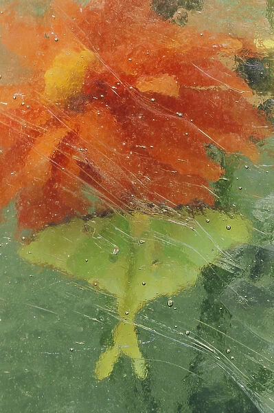 USA, Pennsylvania, Luna moth on orange dahlia behind glass