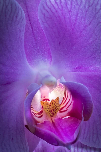 USA, Pennsylvania, Philadelphia. Orchid close-up