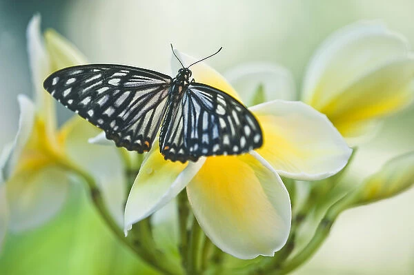USA, Pennsylvania. Swallowtail butterfly on flower