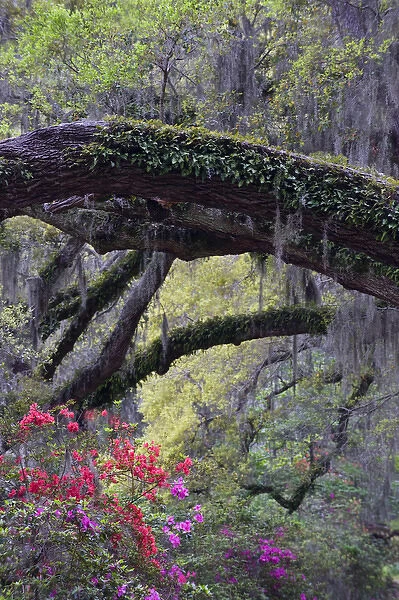 USA, South Carolina, Magnolia Gardens. Moss-laden live oak tree and azaleas. Credit as