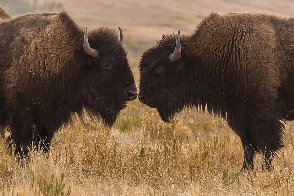 USA, South Dakota, Custer State Park. Two bison face-to-face