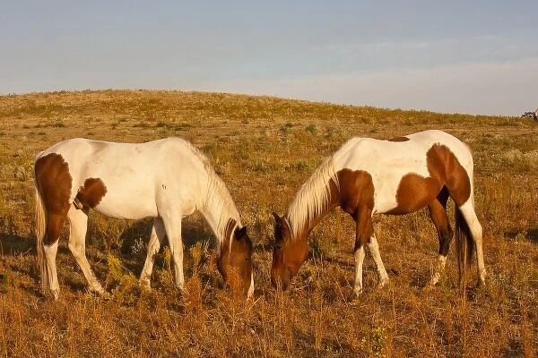 USA, South Dakota. Paint horses graze at Black Hills Wild Horse Sanctuary