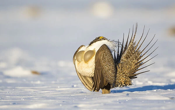 USA, Sublette County, Wyoming. Male Greater Sage Grouse is caught doing his courtship