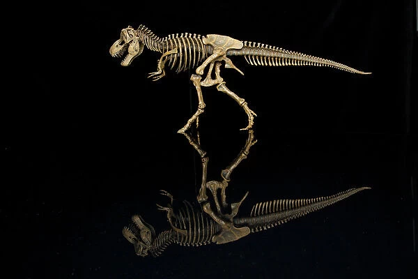 USA, Tennessee. T-rex skeleton replica reflection