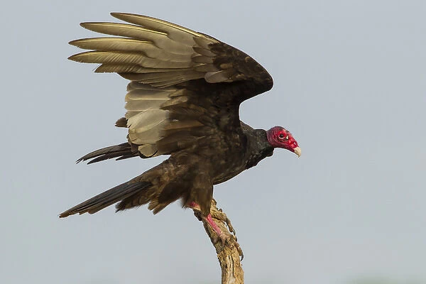 USA, Texas, Hidalgo County. Close-up of turkey vulture on stump