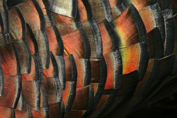 USA, Texas, Hidalgo County, Las Colmenas Ranch. Wild turkey feather close-up. Credit as