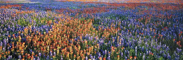 USA, Texas, Llano. A colorful pattern is created by bluebonnets and redbonnets in