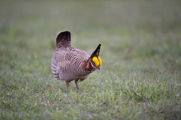 USA, Texas, Panhandle, Canadian. Male lesser prairie chicken struts and displays at a lek