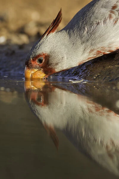 USA, Texas, Santa Clara Ranch. Male pyrrhuloxis bird drinking