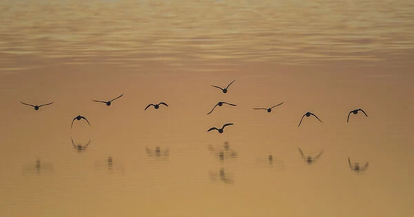 USA, Utah, Antelope Island, Shoveler Ducks fly over the Great Salt Lake during sunset