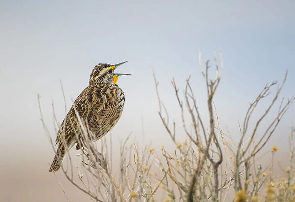 USA, Utah, Antelope Island. Western Meadowlark sings from a sagebrush perch in Spring