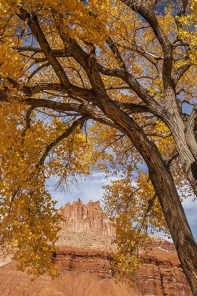 USA, Utah, Capitol Reef. The Castle rock formation framed by tree
