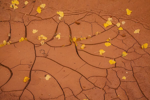 USA, Utah, Capitol Reef. Cracked mud and fall leaves