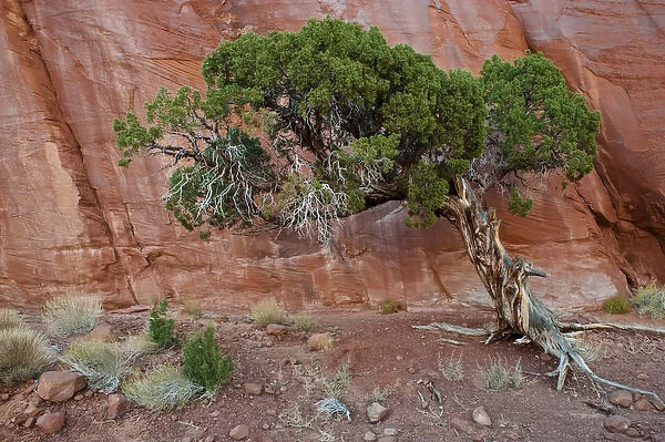 USA, Utah, Monument Valley Navajo Tribal Park. Old juniper tree survives in barren land