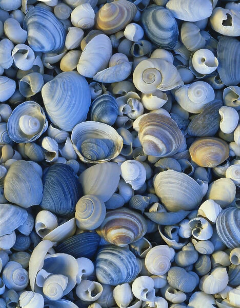 08. USA, Utah, Shells of freshwater snails and clams on shore of Bear lake, close-up