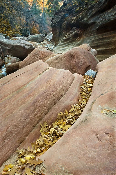 USA, Utah, Zion National Park. Canyon walls with fallen leaves on red rock formation