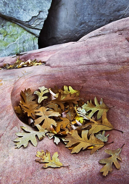 USA, Utah, Zion National Park. Gambel oak leaves fallen on red rock