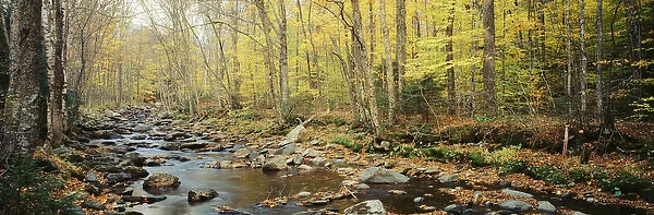 USA, Vermont, Northeast Kingdom, Stream in autumn