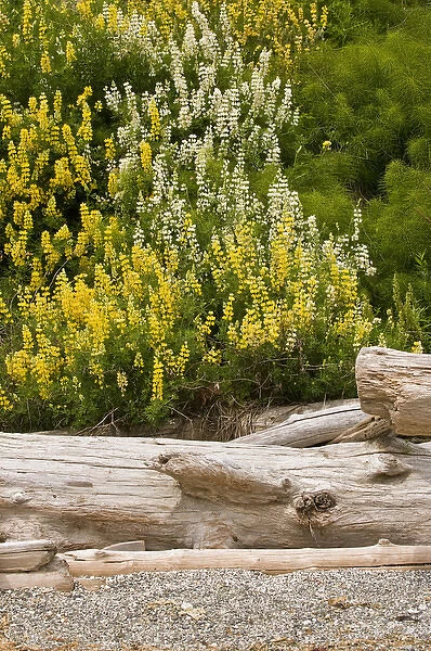 USA, WA, Camano Island. Yellow Bush Lupine (Lupinus arboreus) is native to California