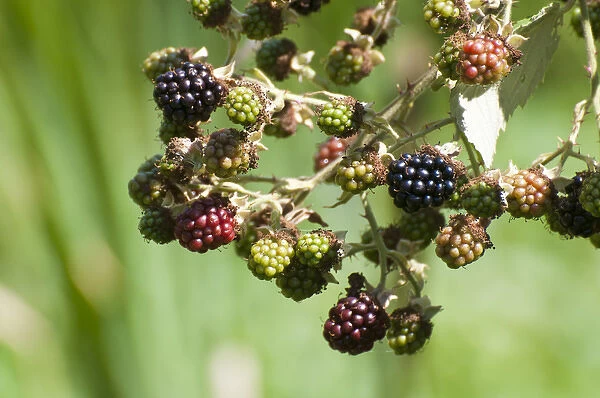 USA, WA, Nisqually NWR. Himalayan Blackberries (Rubus armeniacus) are an invasive