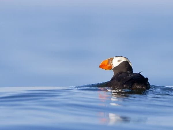 USA, WA, Olympic National Park. Tufted Puffin (Fratercula cirrhata) swimming on the