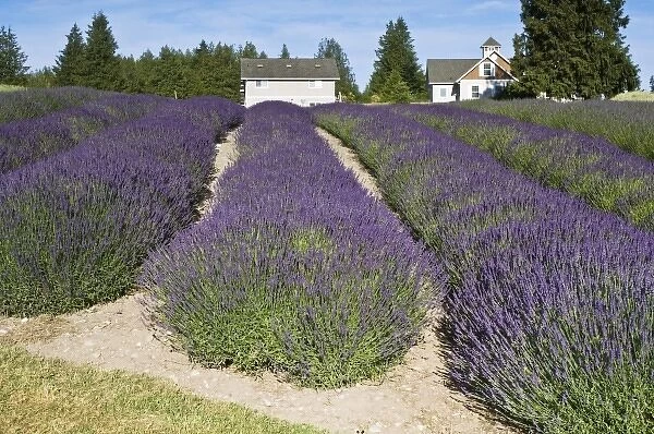 USA, WA, Sequim, Purple Haze Lavendar Farm