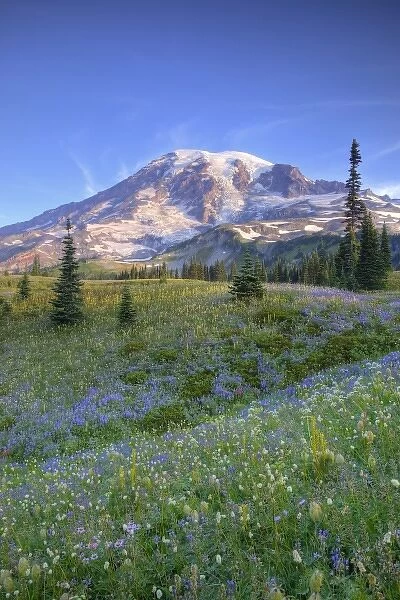 USA, Washington, Mt. Rainier NP, Mt. Rainier and wildflowers at Mazama Ridge