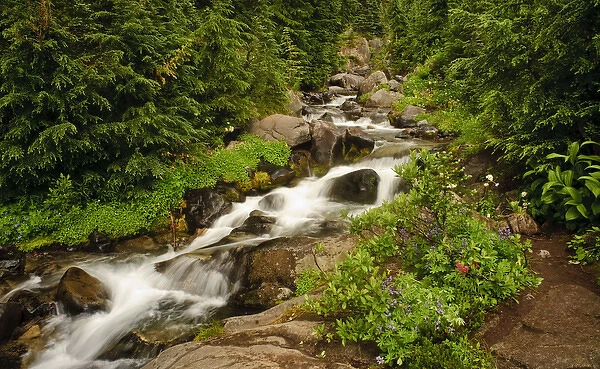 USA, Washington, Mt. Rainier. Summer wildflowers bloom along Paradise Creek in Mt
