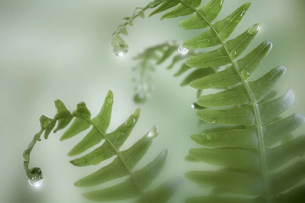 USA, Washington, Seabeck. Close-up of dewy deer ferns