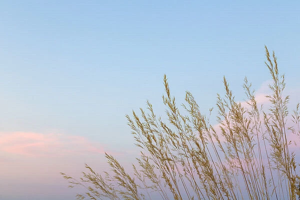 USA, Washington, Seabeck. Grasses at sunset