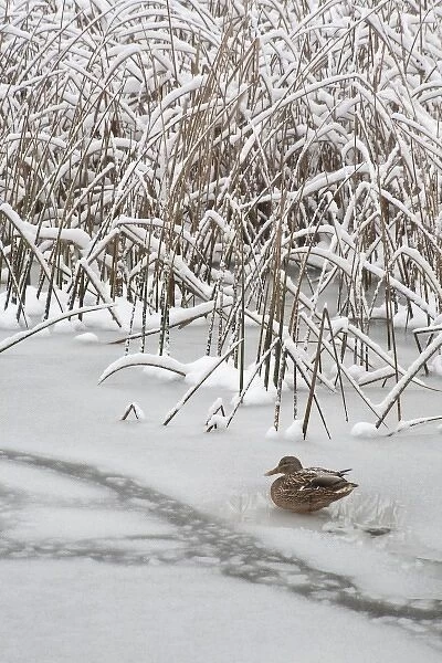 USA, Washington, Seabeck. Lone mallard duck sits on icy pond