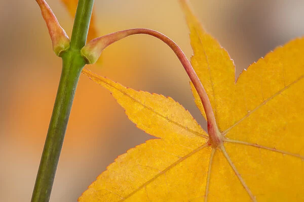 USA, Washington, Seabeck. Maple leaf in autumn color