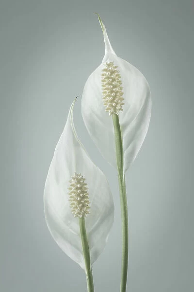 USA, Washington, Seabeck. Peace lily close-up