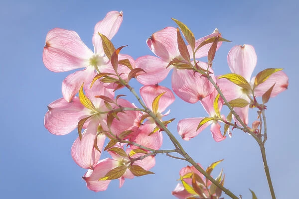USA, Washington, Seabeck. Pink dogwood blossoms against blue sky in springtime. Credit as