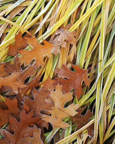 USA, Washington, Spokane County, Black Oak leaves and reeds with frost