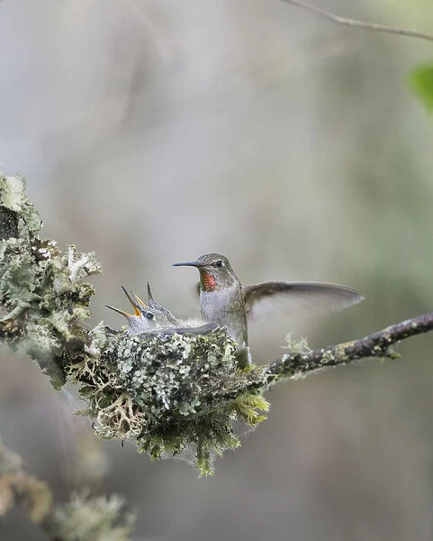 USA. Washington State. Adult female Annas Hummingbird (Calypte anna) lands at
