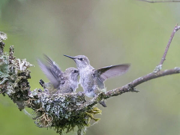 USA. Washington State. Annas Hummingbird (Calypte anna) young at nest flap their wings
