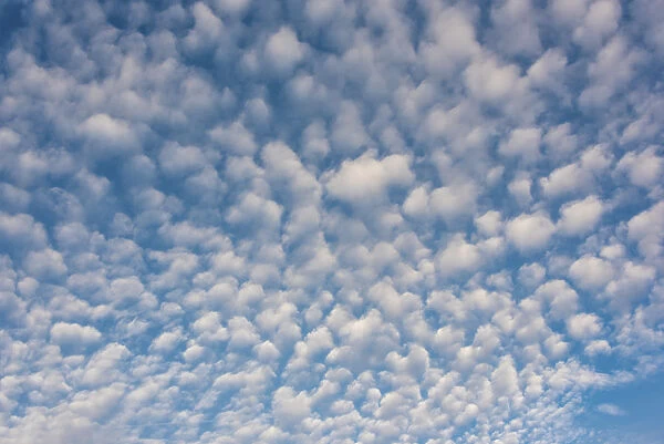 USA, Washington State. Mackerel sky makes compelling patterns in bright blue sky