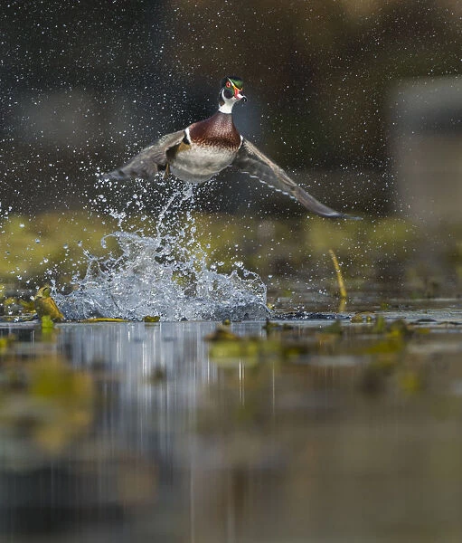 USA, Washington State. Male Wood Duck (Aix sponsa) flying from Union Bay in Seattle