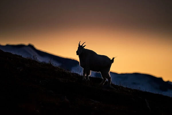 USA, Washington State, Mount Rainier National Park. Mountain goat silhouetted at sunset