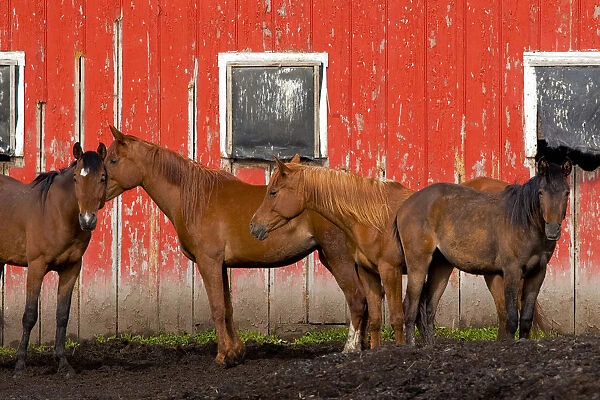USA, Washington State, Palouse. Horses next to red barn