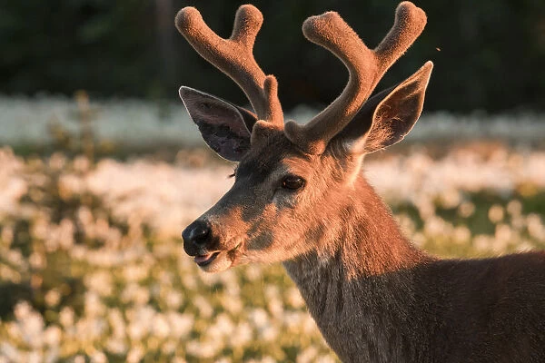 USA, Washington State. Portrait of a Black-tailed deer (Odocoileus hemionus columbianus)