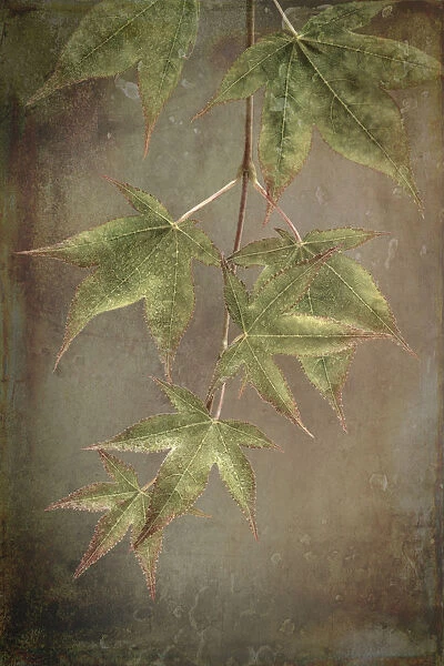 USA, Washington State, Seabeck. Japanese maple Leaves close-up