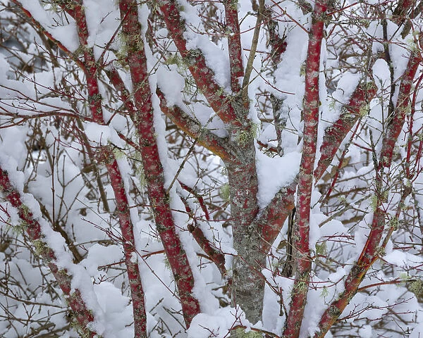 USA, Washington State, Seabeck. Snow-covered coral bark Japanese maple tree. Credit as