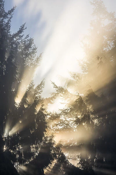 USA, Washington State, Seabeck. Sun breaking through morning fog