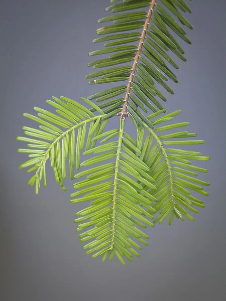 USA, Washington, Stehekin. Close-up of new fir needles