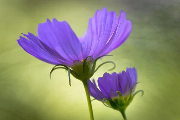 USA, Wilmington, Delaware, Winthure Gardens. Close-up of cosmos flowers. Credit as
