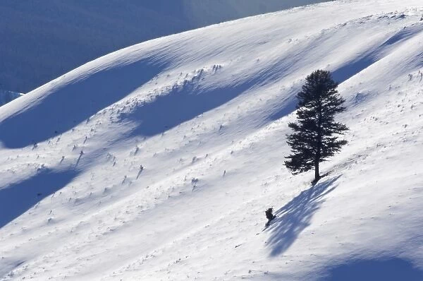 USA, WY, Yellowstone NP, Lone Pine Tree on Snowy Hill