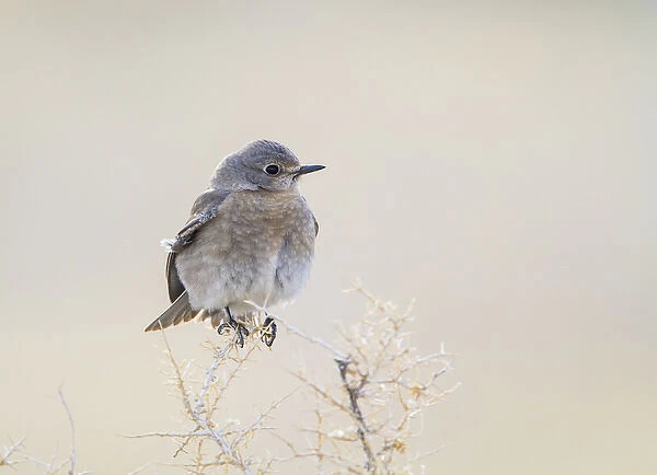 USA, Wyoming, Lincoln County, Female Mountain Bluebird roosting on bush